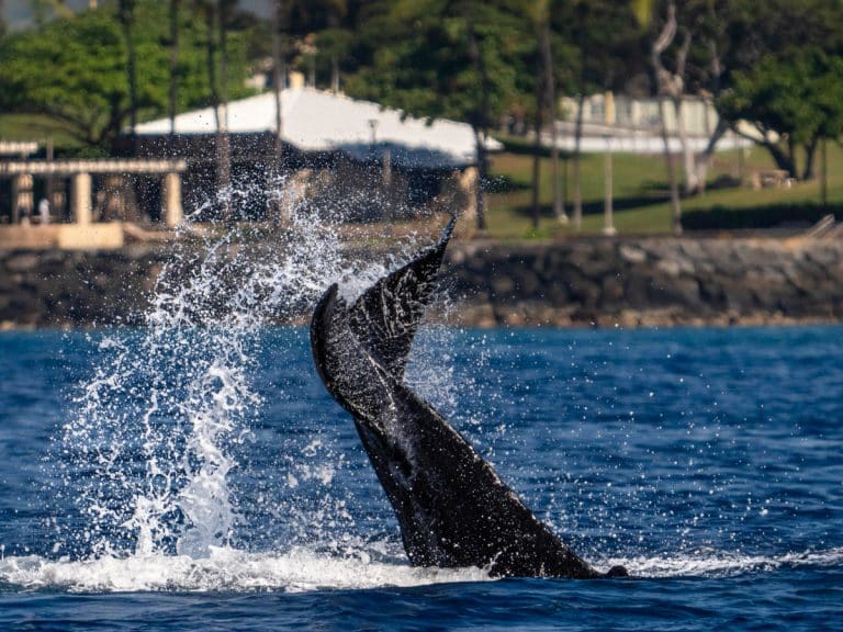 Humpback whale tail slapping the water close to the Maui shoreline