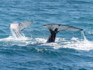 Two humpback whale tails rising out of the ocean during a Maui whale watching trip