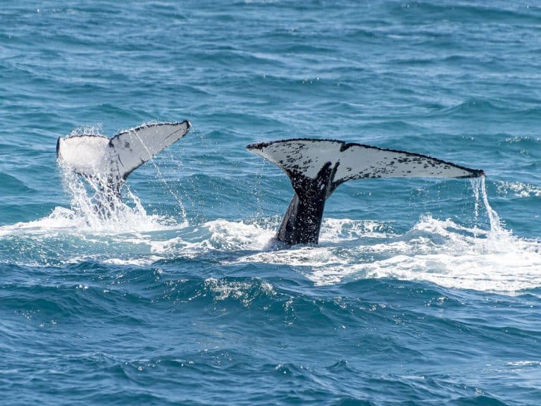 Two humpback whale tails rising out of the ocean during a Maui whale watching trip