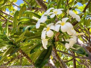 White and yellow plumeria blossoms on a tree in Maui