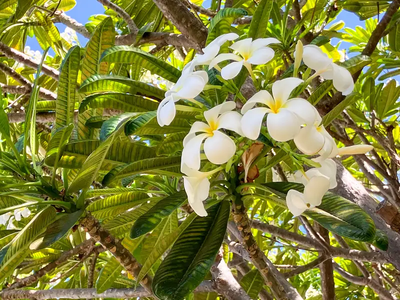 White and yellow plumeria blossoms on a tree in Maui