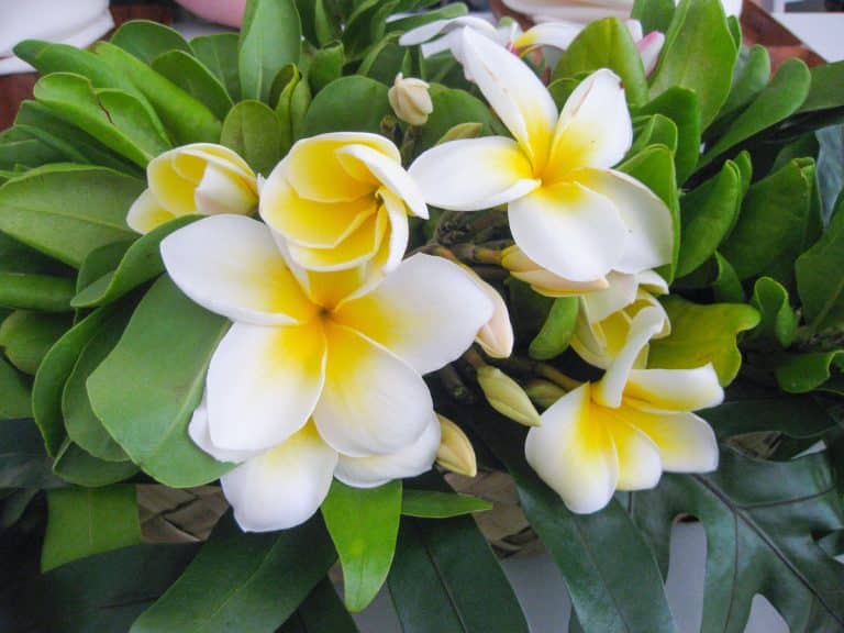 Yellow and white plumeria blossoms with green leaves, used for lei making in Hawaii