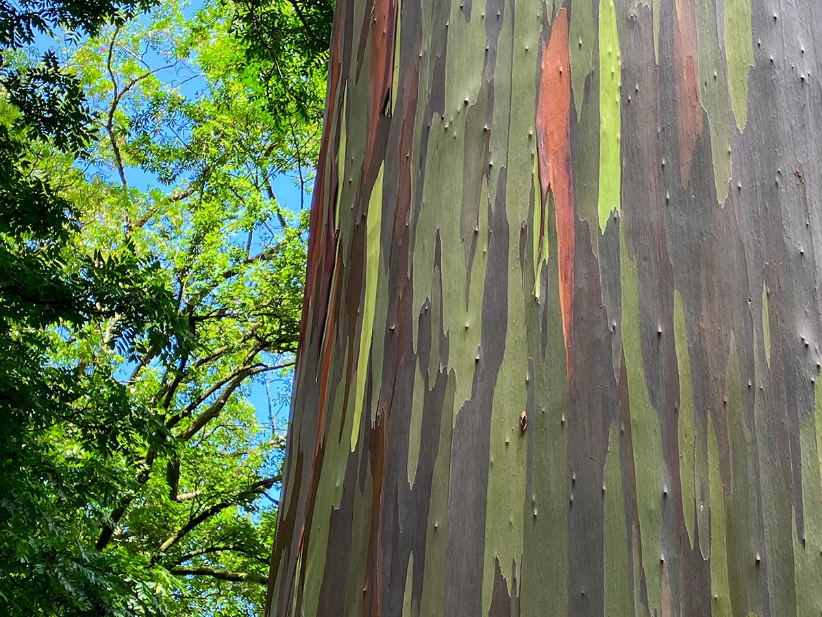 Rainbow eucalyptus tree trunk along the Road to Hana