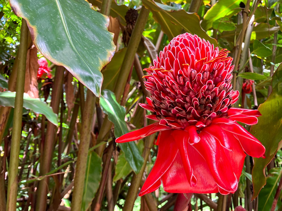 Red torch ginger flower in the rainforest along the Road to Hana